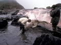 Sperm Whale