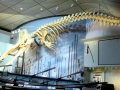 Sperm Whale