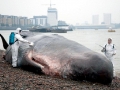 Sperm Whale