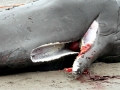 Sperm Whale