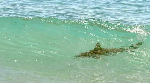 Spinner Shark