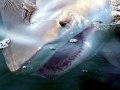 Spinner Shark