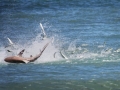Spinner Shark