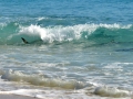 Spinner Shark