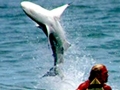 Spinner Shark
