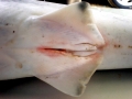Spinner Shark