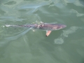 Spinner Shark