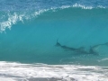 Spinner Shark