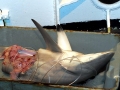 Spinner Shark