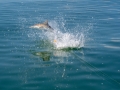 Spinner Shark