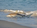 Spinner Shark