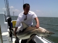 Spinner Shark