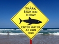 Spinner Shark