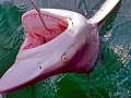 Spinner Shark