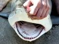 Spinner Shark