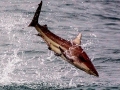 Spinner Shark