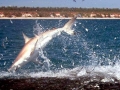 Spinner Shark