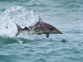 Spinner Shark