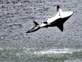 Spinner Shark