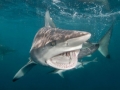 Spinner Shark