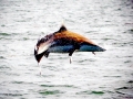 Spinner Shark