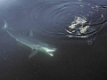 Spinner Shark