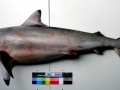 Spinner Shark