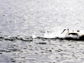 Spinner Shark