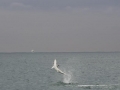 Spinner Shark