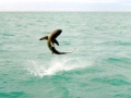 Spinner Shark