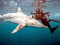 Spinner Shark