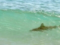 Spinner Shark