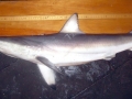 Spinner Shark