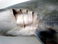 Spinner Shark