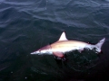 Spinner Shark