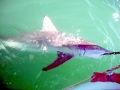 Spinner Shark