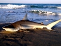 Spinner Shark