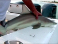 Spinner Shark