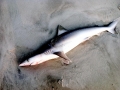 Spinner Shark