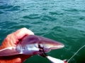 Spinner Shark
