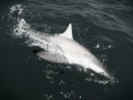 Spinner Shark