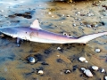 Spinner Shark