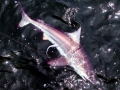 Spinner Shark
