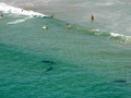 Spinner Shark