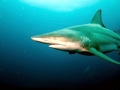 Spinner Shark
