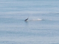 Spinner Shark