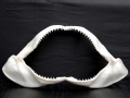 Spinner Shark