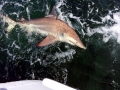 Spinner Shark