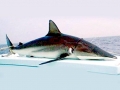 Spinner Shark