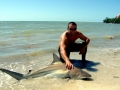 Spinner Shark